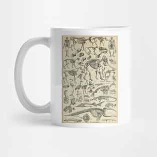 Skeletal Anatomy Mug